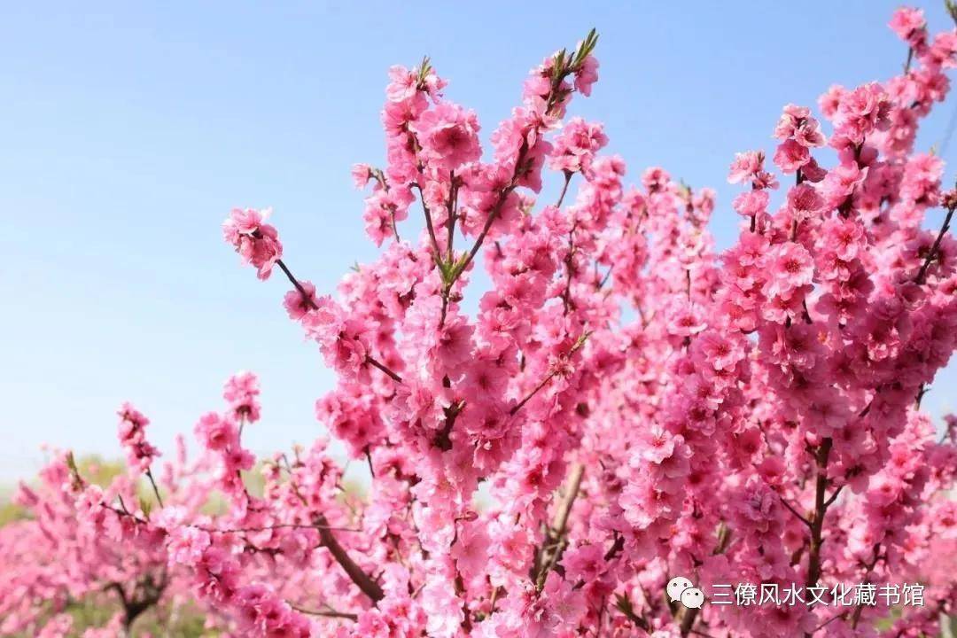 女命咸池桃花煞入命_咸池是什么意思_神煞咸池