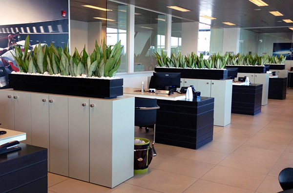 办公室里适合养什么植物风水_办公桌上适合放什么植物_搬办公室风水放什么植物好