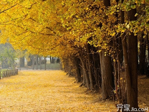 农村风水树_芭蕉树 风水_风水家宅不适合住什么树