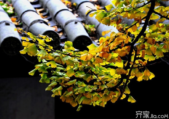 芭蕉树 风水_风水家宅不适合住什么树_农村风水树