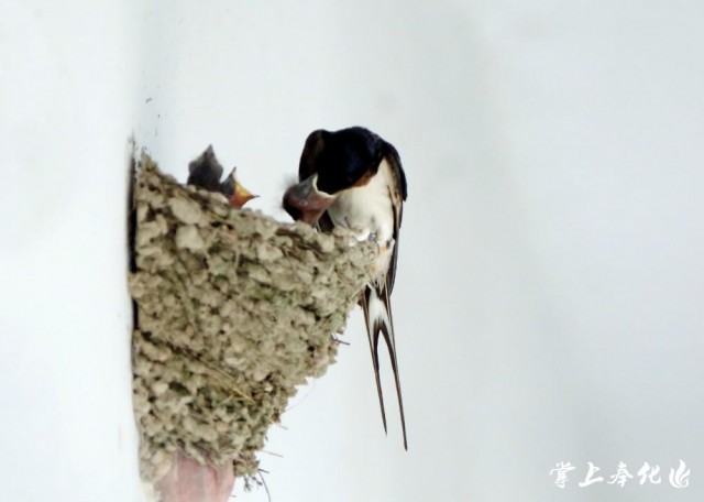 如何防止马蜂筑巢_楼房屋檐下有个马蜂筑巢风水_马蜂在家筑巢是凶是福