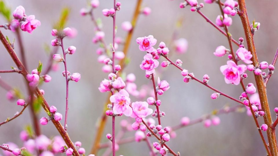 桃花运旺盛的男人手相_男人手相图解 男人手相算命图_桃花好的手相