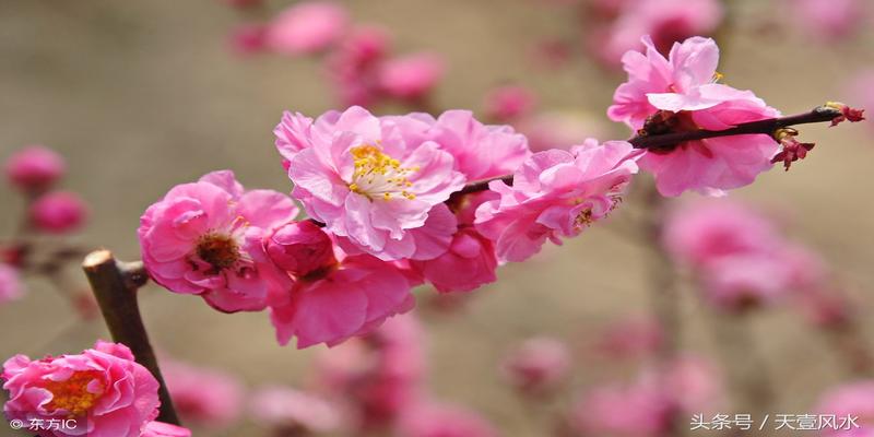 梅花预测体用总诀