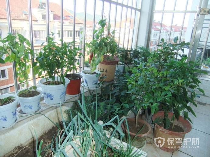 客厅放什么植物最好风水_客厅植物选什么好风水_家里客厅植物摆放风水