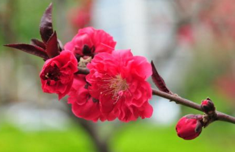 属龙年运势2019运势_属虎流年运势_2019年运势12生肖运势虎