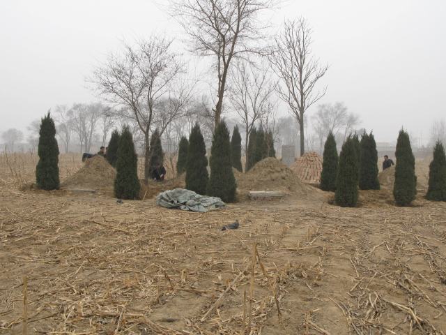 祖坟风水:墓地上种几颗松树好?避开4棵就行了