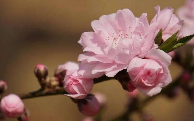 官杀桃花星旺的女性_身旺走官杀大运_官杀桃花星太旺