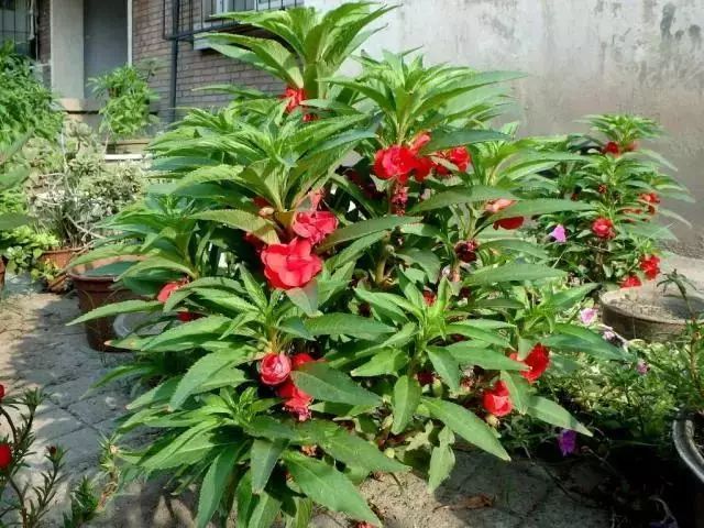 别墅庭院适宜种植什么风水好_别墅庭院种什么植物_别墅庭院适合种什么植物风水好