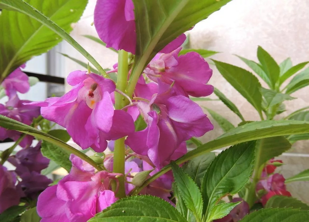 别墅庭院适宜种植什么风水好_别墅庭院适合种什么植物风水好_别墅庭院种什么植物