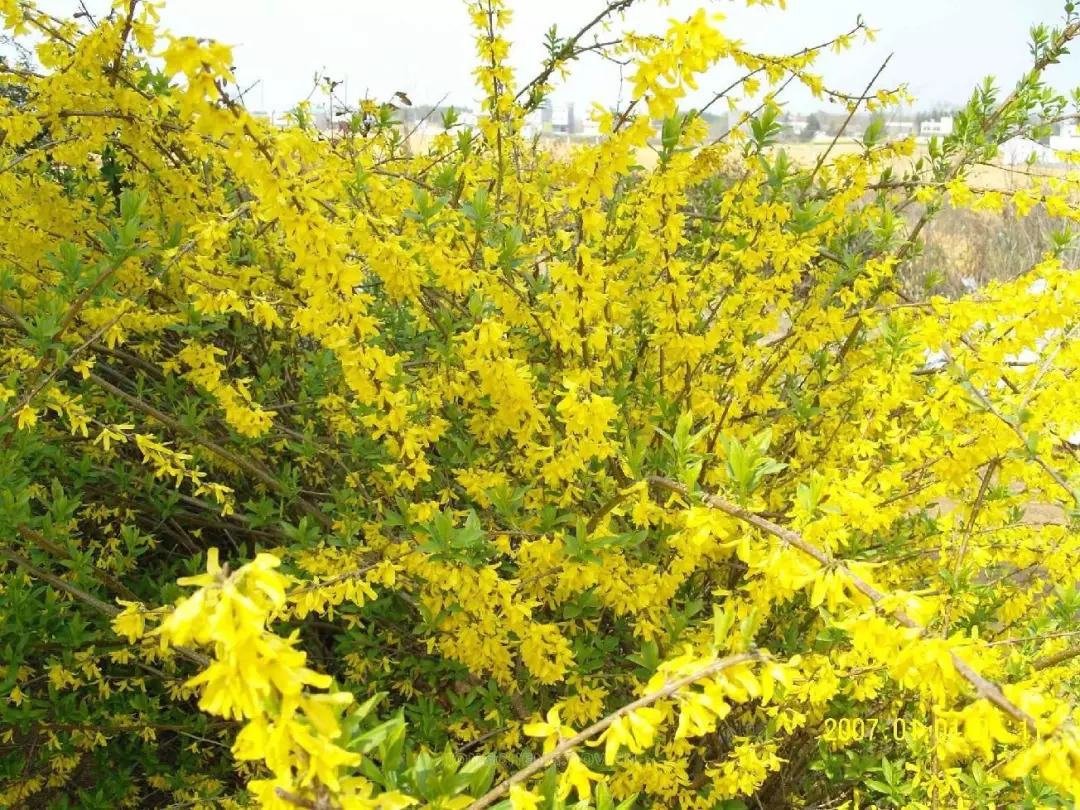 别墅庭院适宜种植什么风水好_别墅庭院种什么植物_别墅庭院适合种什么植物风水好