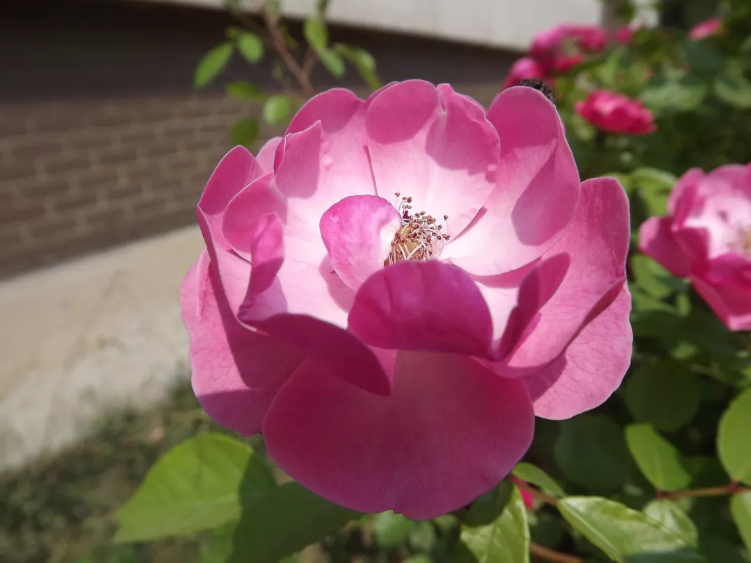 别墅庭院种什么植物_别墅庭院适合种什么植物风水好_别墅庭院适宜种植什么风水好