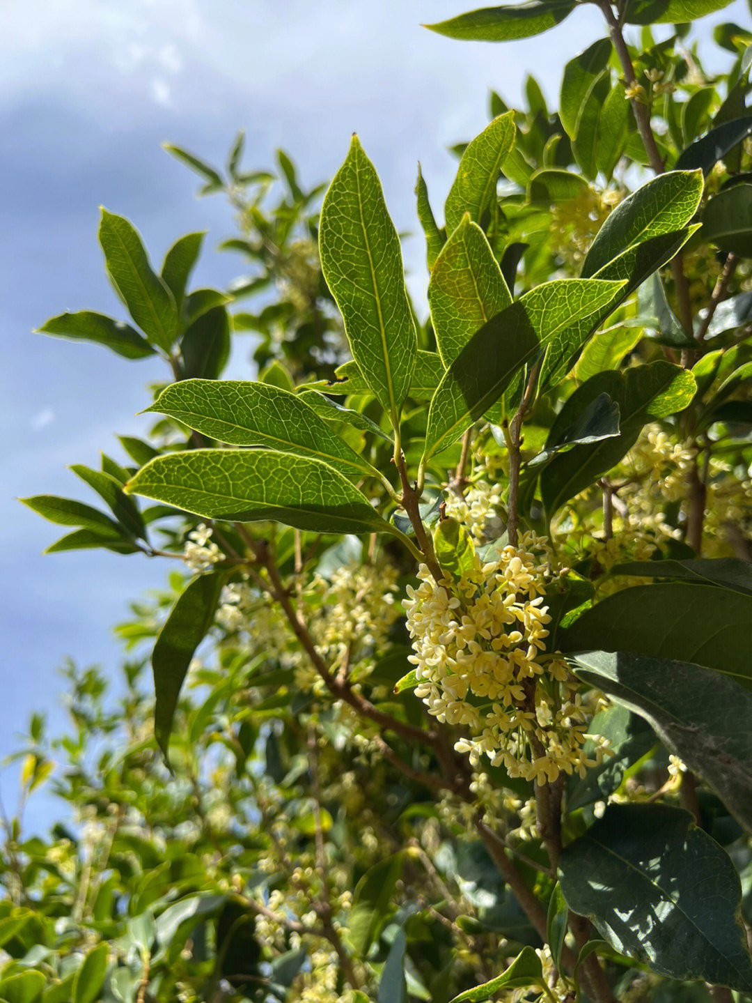 别墅庭院适合种什么植物风水好_别墅庭院适宜种植什么风水好_别墅庭院种什么植物