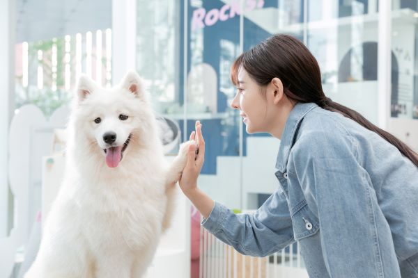 属马和属狗的合不合财 属马和属狗的在一起生财吗