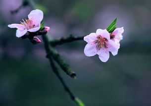 八字免费算几朵桃花