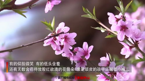 八字命中几朵桃花正常