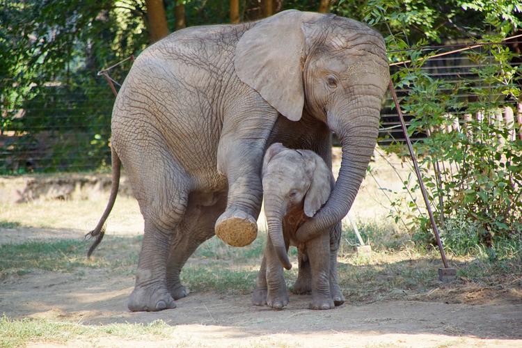 非洲大象小象图片