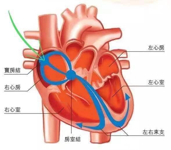 窦房结体表投影位置图片