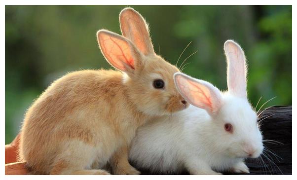 属兔的什么时辰出生最好命_属兔时辰出生最好命_生的时辰属兔