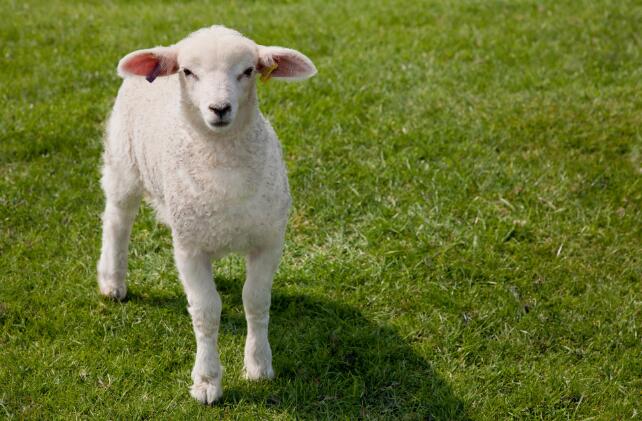 属羊的今年多大 2020年属羊的几岁了